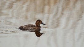 bevrijdingsdag 2022 314